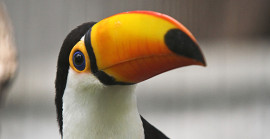 Toucan_3