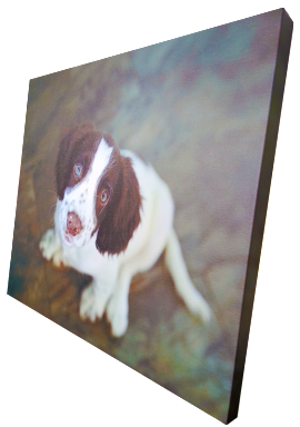 Canvas_dog